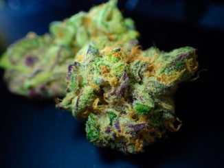 Ampel-Fraktionen wollen Cannabis-Gesetzentwurf stark überarbeiten Ampel-Fraktionen wollen Cannabis-Gesetzentwurf stark überarbeiten
