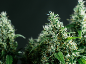 „Das ist ein ideologisch motiviertes Gesetz“: Bayern wettert gegen geplantes Cannabis-Gesetz „Das ist ein ideologisch motiviertes Gesetz“: Bayern wettert gegen geplantes Cannabis-Gesetz