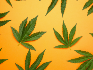 Freigabe von Cannabis „schwieriges Signal“: Niedersachsen lehnt geplante Legalisierung ab