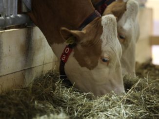 Erzeugerpreise landwirtschaftlicher Produkte weiter rückläufig Erzeugerpreise landwirtschaftlicher Produkte weiter rückläufig