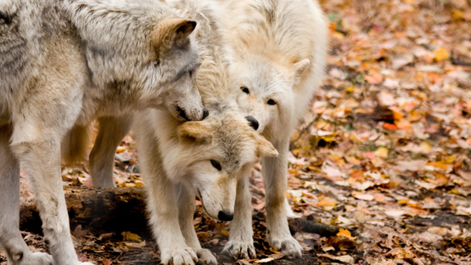 cmg_symbolbilder_ - 2023-09-13T224053.242 Wolfsrudel (über cozmo news)