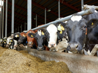 Erzeugerpreise landwirtschaftlicher Produkte sinken weiter deutlich Erzeugerpreise landwirtschaftlicher Produkte sinken weiter deutlich
