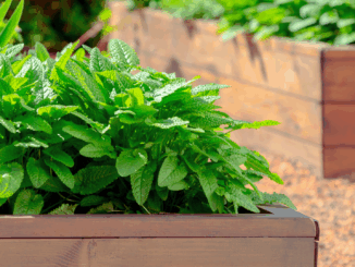 Aromatische Kräuterpracht: So gelingt die DIY-Kräuterzucht im Hochbeet Aromatische Kräuterpracht: So gelingt die DIY-Kräuterzucht im Hochbeet