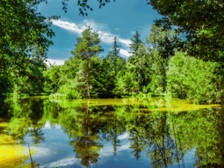Neues Ranking zeigt: Der beliebteste Wald Deutschlands kommt aus Franken Neues Ranking zeigt: Der beliebteste Wald Deutschlands kommt aus Franken