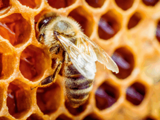 Flüsternde Waben: Wie Bienen mit Tanz, Duft und Vibrationen ihre Welt erzählen Flüsternde Waben: Wie Bienen mit Tanz, Duft und Vibrationen ihre Welt erzählen