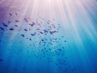 OZEANKOLLAPS 2025: Fischsterben, verseuchte Zuchtanlagen & Güllegau treiben Meere in den Abgrund OZEANKOLLAPS 2025: Fischsterben, verseuchte Zuchtanlagen & Güllegau treiben Meere in den Abgrund