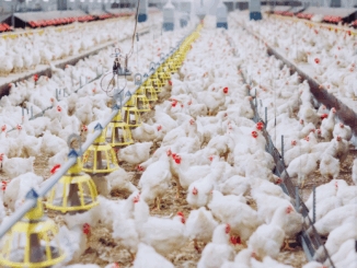 Tierquälerei auf dem Teller: Edekas „Gut & Günstig“-Hühnerbrust entpuppt sich als Fett-Kloß! Tierquälerei auf dem Teller: Edekas „Gut & Günstig“-Hühnerbrust entpuppt sich als Fett-Kloß!