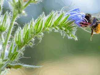 Wie aus einem Topf voll Erde ein Paradies für Wildbienen wird Wie aus einem Topf voll Erde ein Paradies für Wildbienen wird