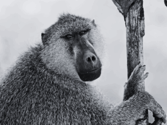 Tötung als Lösung? Der Tiergarten Nürnberg offenbart ein Armutszeugnis des Artenschutzes Tötung als Lösung? Der Tiergarten Nürnberg offenbart ein Armutszeugnis des Artenschutzes