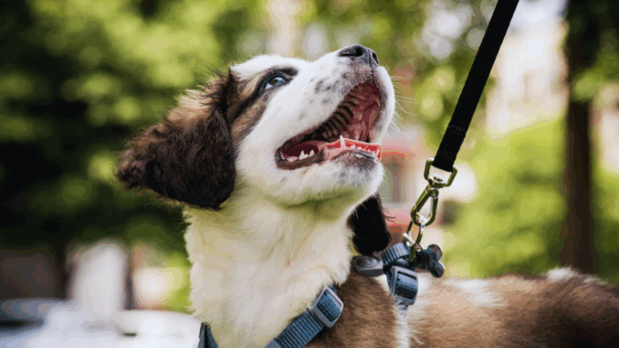 cmg_symbolbilder_ - 2025-07-30T132203.650 Hund an der Leine (über Wahl)