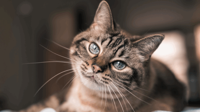 cmg_symbolbilder_ - 2025-07-30T133950.171 Katze (über Adri)