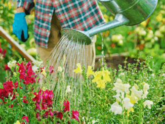 Sommerhitze meistern: So bringst du deinen Garten souverän durch die Trockenzeit Sommerhitze meistern: So bringst du deinen Garten souverän durch die Trockenzeit