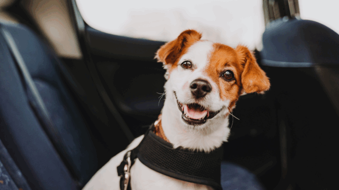 cmg_symbolbilder_ (97) Hund im Auto (über evablancophotos)