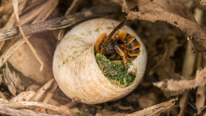 Osmia spec. im Schneckenhaus Wildbiene im Schneckenhaus (über Wildbiene + Partner)