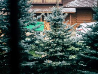 Weihnachtsbäume 2025: Preise steigen – echter Baum bleibt gefragt Weihnachtsbäume 2025: Preise steigen – echter Baum bleibt gefragt