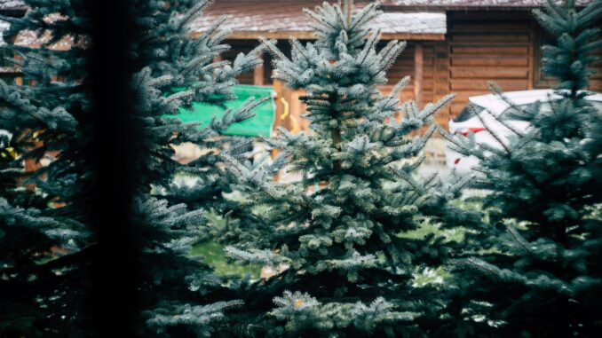 Weihnachtsbaumstand_~kLPdCQ-unsplash Weihnachtsbaumstand (über Michael Balog)