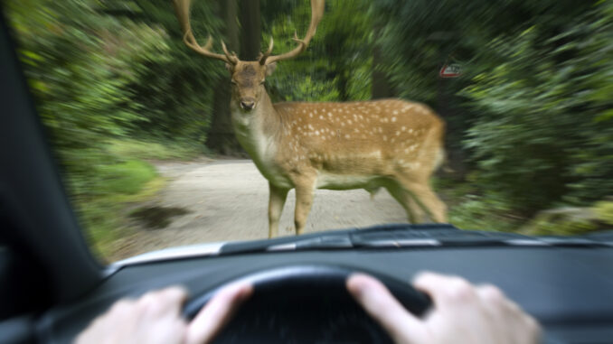 Wildwechsel Wildwechsel (über Versicherungskammer)