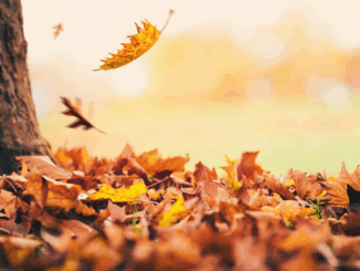 Laubbläser & Laubsauger im Herbst: Tipps für sicheren und sinnvollen Einsatz Laubbläser & Laubsauger im Herbst: Tipps für sicheren und sinnvollen Einsatz