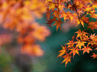 Herbstzeit ist Laubzeit: Warum das Entfernen jetzt so wichtig ist Herbstzeit ist Laubzeit: Warum das Entfernen jetzt so wichtig ist