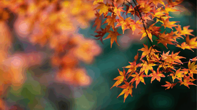 cmg_symbolbilder_ - 2025-10-13T122214.769 Herbst (über Koichi Yoshii)