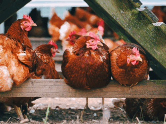 Vogelgrippe sorgt für Stallpflicht: So steht es um Geflügelfleisch und Eier