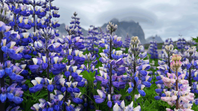Hülsenfrüchte: Warum Ackerbohne & Co. ein unterschätzter Ernährungsschatz sind