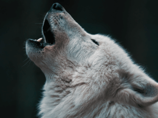 Wolfsmanagement ohne Zahlen: Die Bundesregierung verkauft Symbolpolitik als Lösung