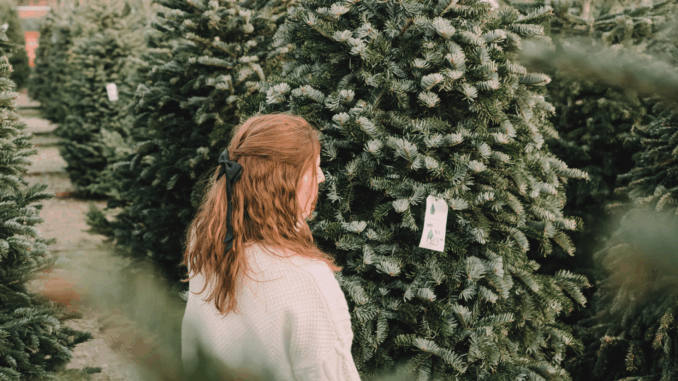 So kommt der Weihnachtsbaum sicher nach Hause