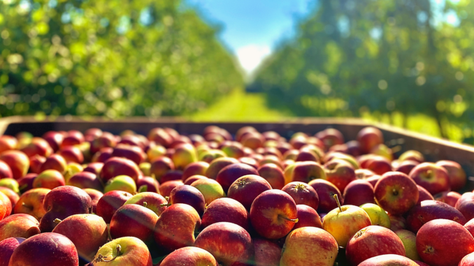 Apfelernte 2025 deutlich über Durchschnitt: Obstbau verzeichnet starkes Jahr