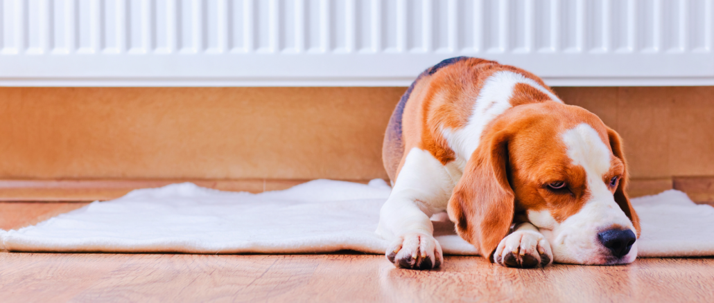 Deutsche heizen wieder wärmer – Komfort kostet im Schnitt 85 Euro extra