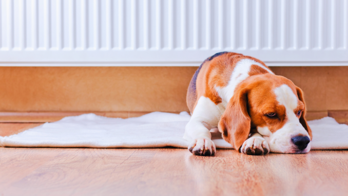 Deutsche heizen wieder wärmer – Komfort kostet im Schnitt 85 Euro extra