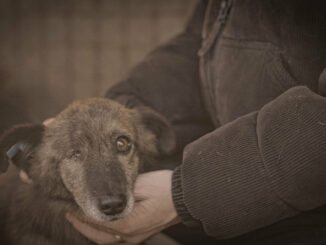 „Die Hunde-Mafia“: ProSieben zeigt investigative Doku über Rumäniens Hundeauffang- und Tötungsstationen