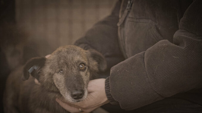 „Die Hunde-Mafia“: ProSieben zeigt investigative Doku über Rumäniens Hundeauffang- und Tötungsstationen