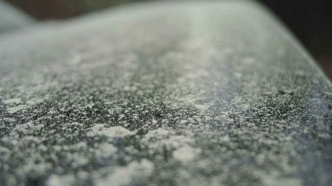 Pollensaison: Was Autofahrer jetzt wissen sollten