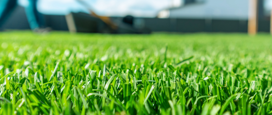 Frühlingsrasen: Diese fünf Fehler machen Gartenbesitzer jetzt am häufigsten